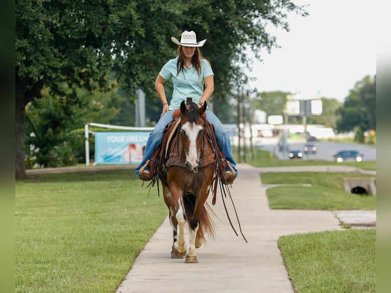American Quarter Horse Ruin 10 Jaar Overo-alle-kleuren in Rusk TX