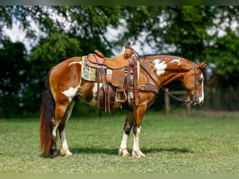 American Quarter Horse Ruin 10 Jaar Overo-alle-kleuren in Rusk TX