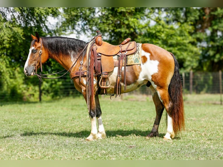 American Quarter Horse Ruin 10 Jaar Overo-alle-kleuren in Rusk TX