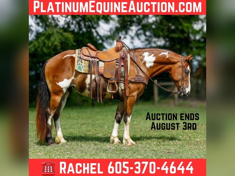 American Quarter Horse Ruin 10 Jaar Overo-alle-kleuren in Rusk TX