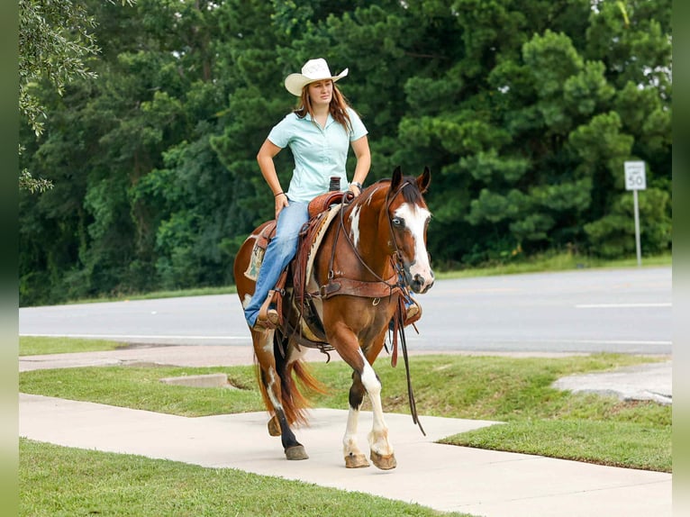 American Quarter Horse Ruin 10 Jaar Overo-alle-kleuren in Rusk TX