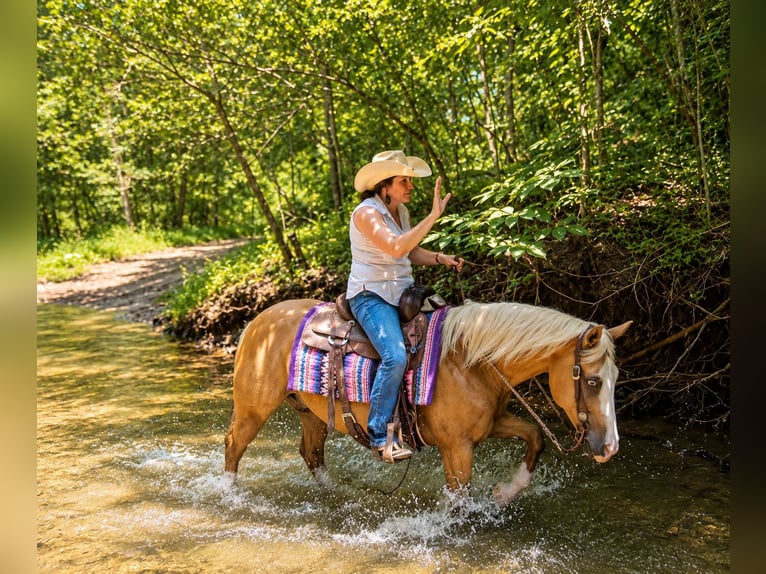 American Quarter Horse Ruin 10 Jaar Palomino in Robards