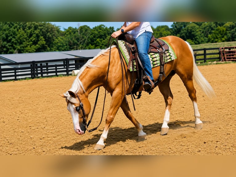 American Quarter Horse Ruin 10 Jaar Palomino in Robards