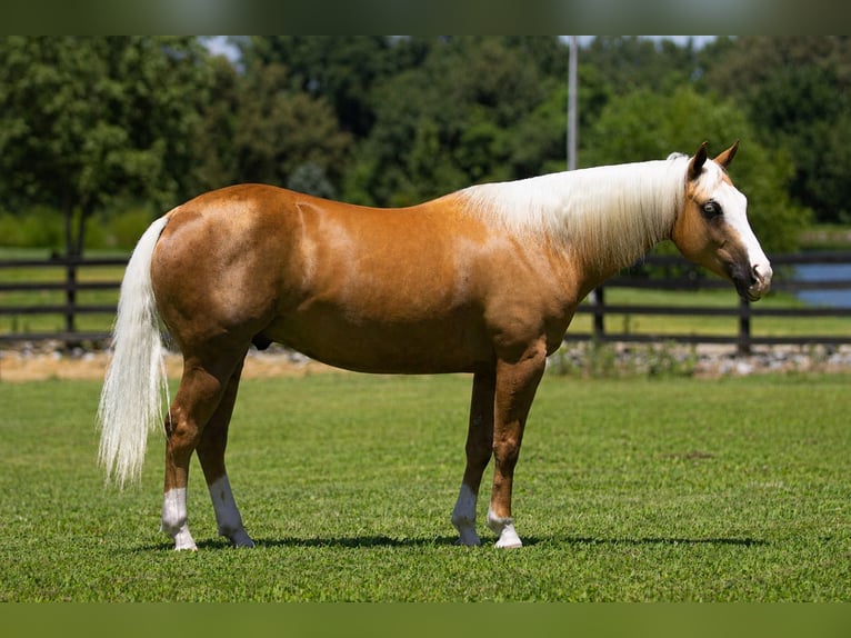 American Quarter Horse Ruin 10 Jaar Palomino in Robards