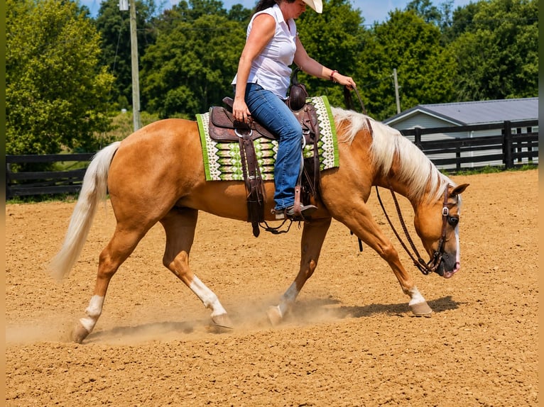 American Quarter Horse Ruin 10 Jaar Palomino in Robards