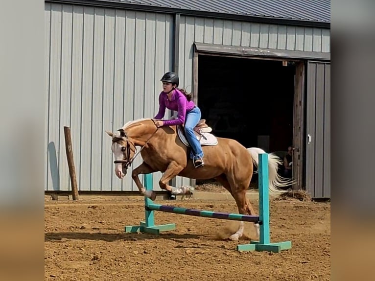 American Quarter Horse Ruin 10 Jaar Palomino in Robards