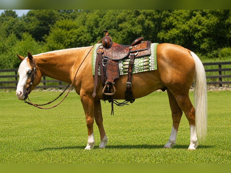 American Quarter Horse Ruin 10 Jaar Palomino in Robards