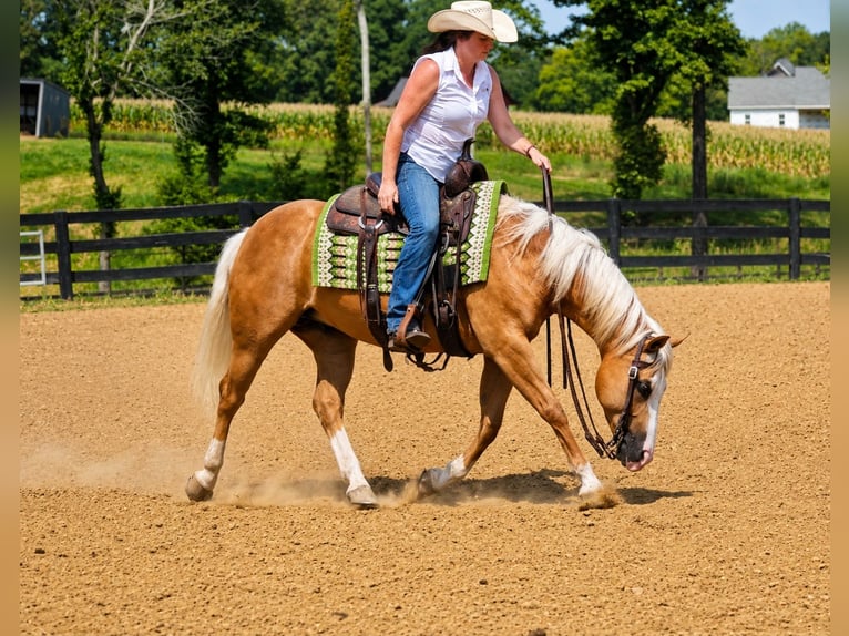 American Quarter Horse Ruin 10 Jaar Palomino in Robards
