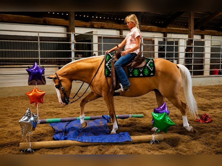 American Quarter Horse Ruin 10 Jaar Palomino in Robards