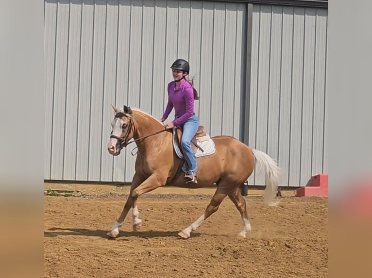 American Quarter Horse Ruin 10 Jaar Palomino in Robards