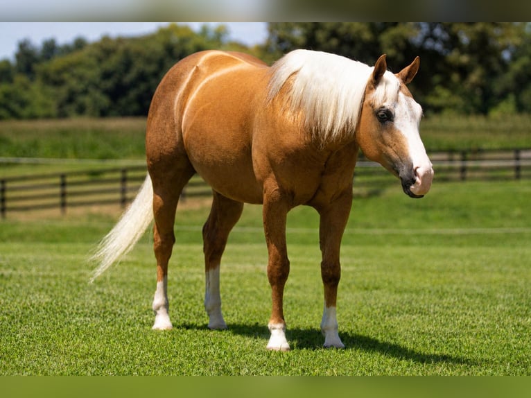 American Quarter Horse Ruin 10 Jaar Palomino in Robards