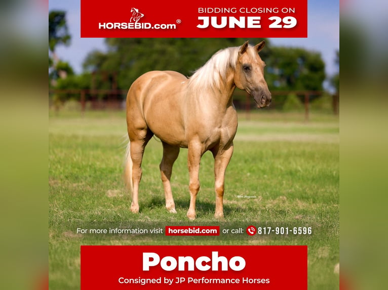 American Quarter Horse Ruin 10 Jaar Palomino in Weatherford