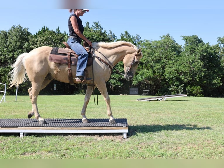 American Quarter Horse Ruin 10 Jaar Palomino in Weatherford