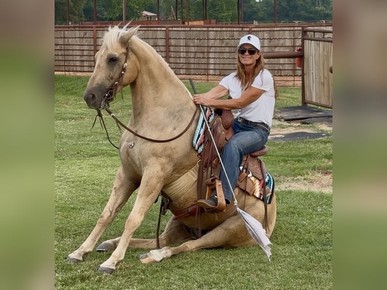 American Quarter Horse Ruin 10 Jaar Palomino in Weatherford