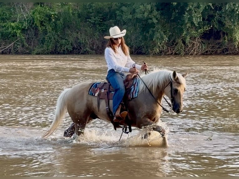 American Quarter Horse Ruin 10 Jaar Palomino in Weatherford