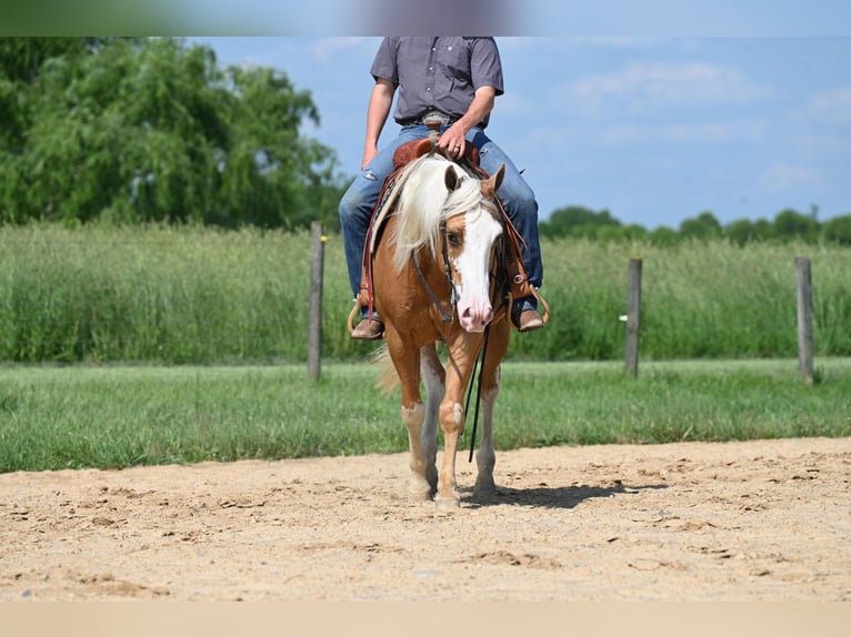 American Quarter Horse Ruin 10 Jaar Palomino in Jackson OH