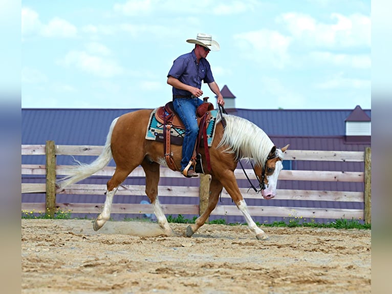 American Quarter Horse Ruin 10 Jaar Palomino in Jackson OH