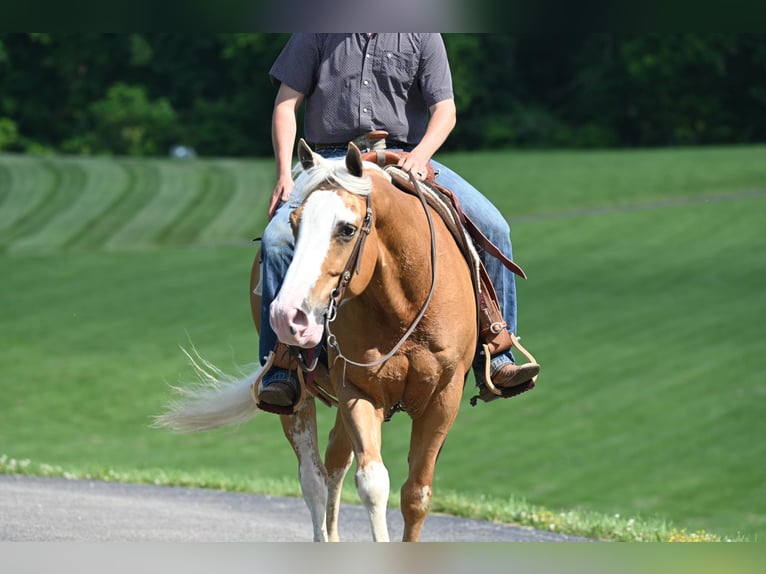 American Quarter Horse Ruin 10 Jaar Palomino in Jackson OH