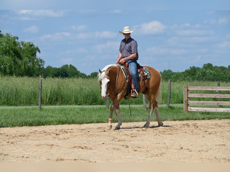 American Quarter Horse Ruin 10 Jaar Palomino in Jackson OH