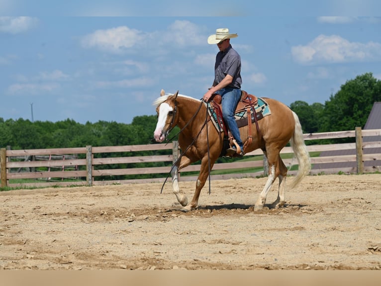 American Quarter Horse Ruin 10 Jaar Palomino in Jackson OH