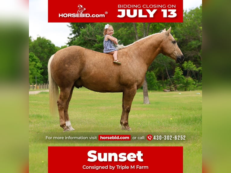 American Quarter Horse Ruin 10 Jaar Palomino in Forney