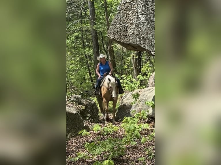 American Quarter Horse Ruin 10 Jaar Palomino in Henderson