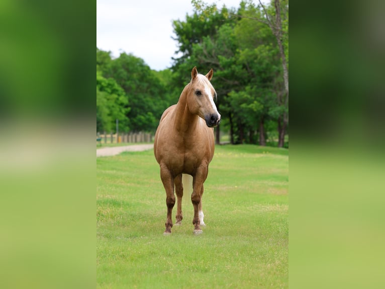 American Quarter Horse Ruin 10 Jaar Palomino in Terrell