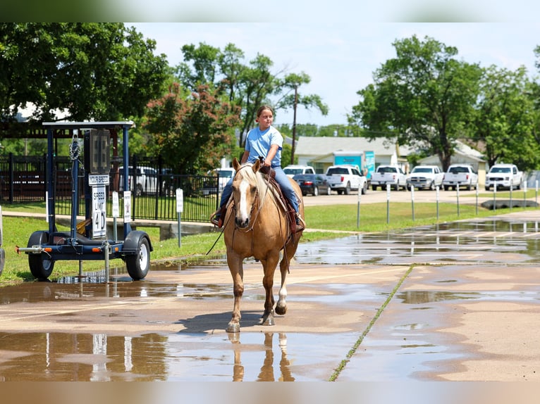 American Quarter Horse Ruin 10 Jaar Palomino in Terrell