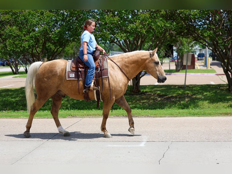 American Quarter Horse Ruin 10 Jaar Palomino in Terrell