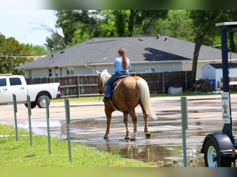 American Quarter Horse Ruin 10 Jaar Palomino in Terrell
