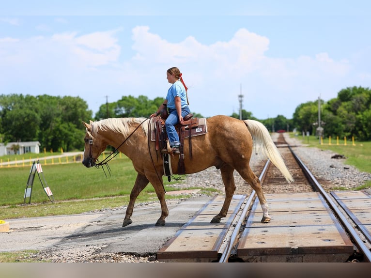 American Quarter Horse Ruin 10 Jaar Palomino in Terrell