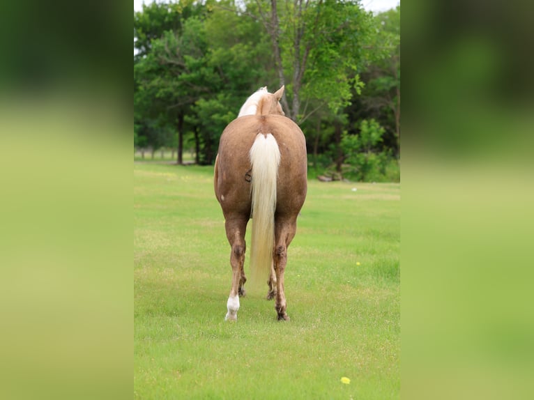 American Quarter Horse Ruin 10 Jaar Palomino in Terrell