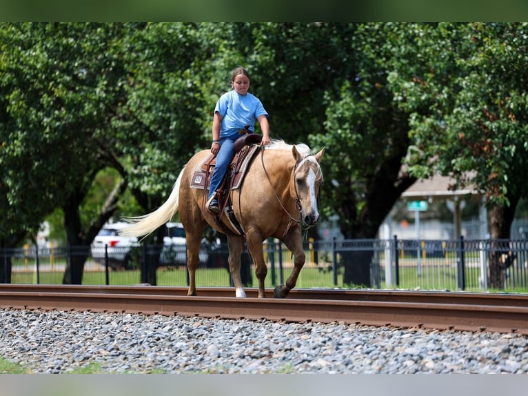 American Quarter Horse Ruin 10 Jaar Palomino in Terrell