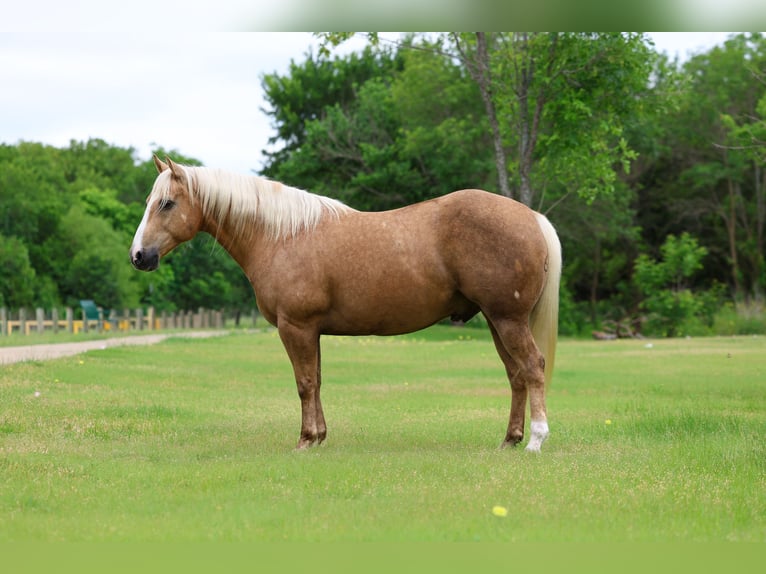 American Quarter Horse Ruin 10 Jaar Palomino in Terrell