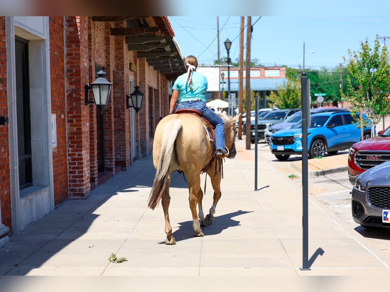 American Quarter Horse Ruin 10 Jaar Palomino in Terrell