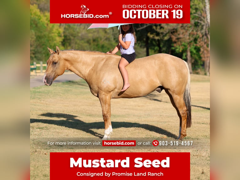 American Quarter Horse Ruin 10 Jaar Palomino in Terrell