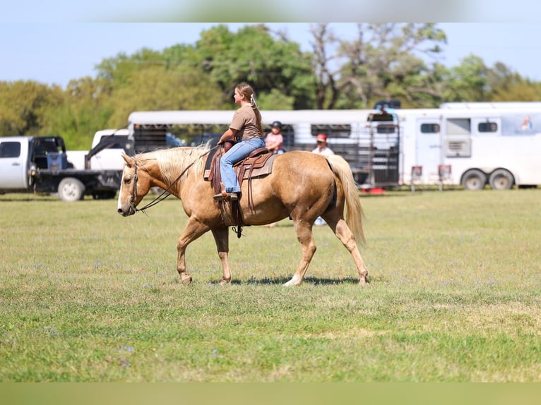 American Quarter Horse Ruin 10 Jaar Palomino in Terrell