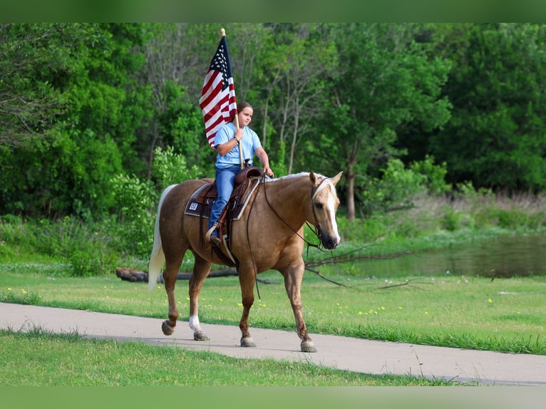 American Quarter Horse Ruin 10 Jaar Palomino in Terrell