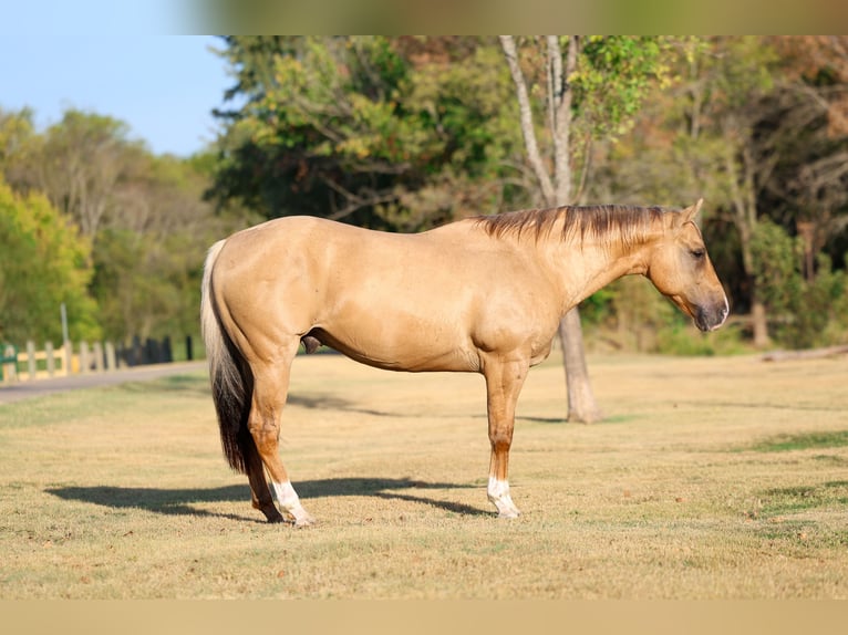 American Quarter Horse Ruin 10 Jaar Palomino in Terrell