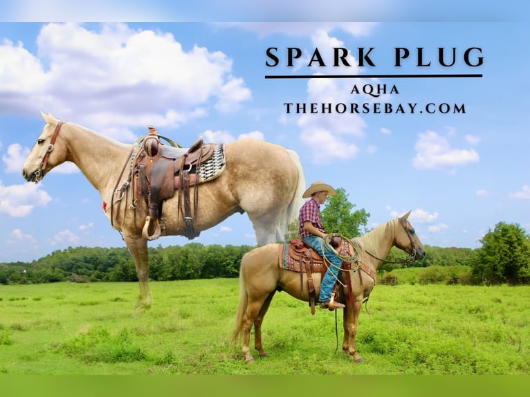 American Quarter Horse Ruin 10 Jaar Palomino in Willow Springs, MO