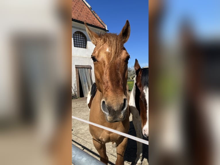 American Quarter Horse Ruin 10 Jaar Red Dun in Eppenstein