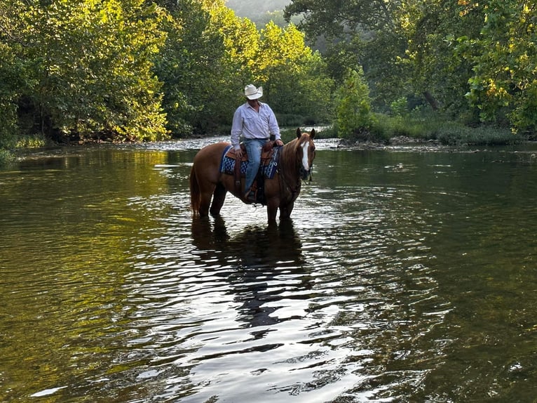 American Quarter Horse Ruin 10 Jaar Red Dun in Moutain Grove MO