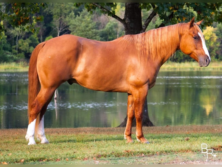 American Quarter Horse Ruin 10 Jaar Red Dun in Moutain Grove MO