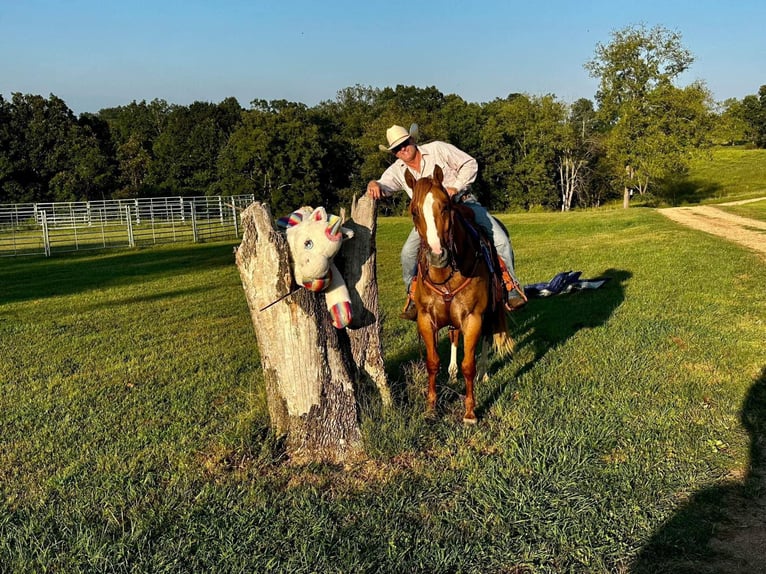 American Quarter Horse Ruin 10 Jaar Red Dun in Moutain Grove MO