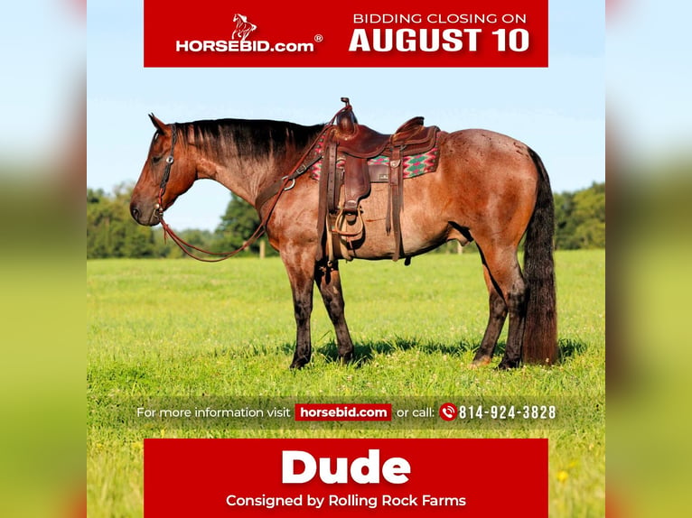 American Quarter Horse Ruin 10 Jaar Roan-Bay in Clarion