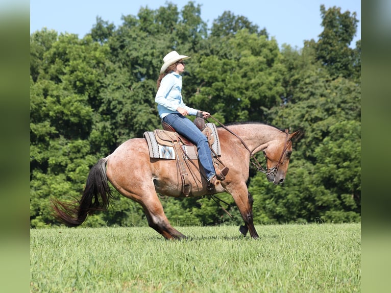 American Quarter Horse Ruin 10 Jaar Roan-Bay in Berea