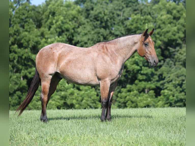 American Quarter Horse Ruin 10 Jaar Roan-Bay in Berea