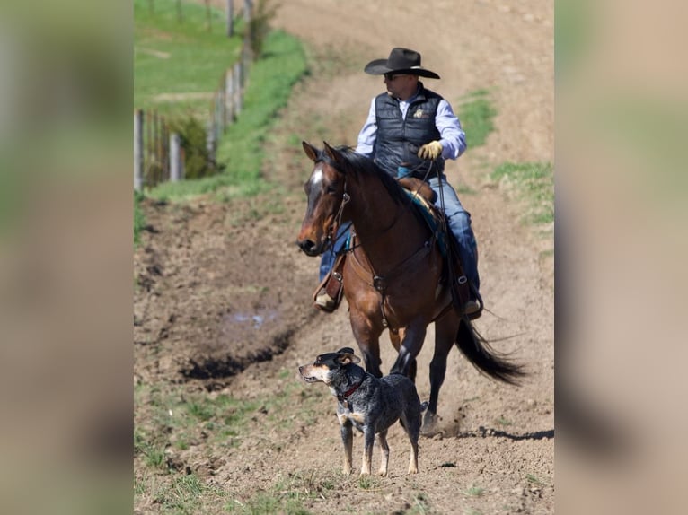 American Quarter Horse Mix Ruin 10 Jaar Roan-Bay in Bernard