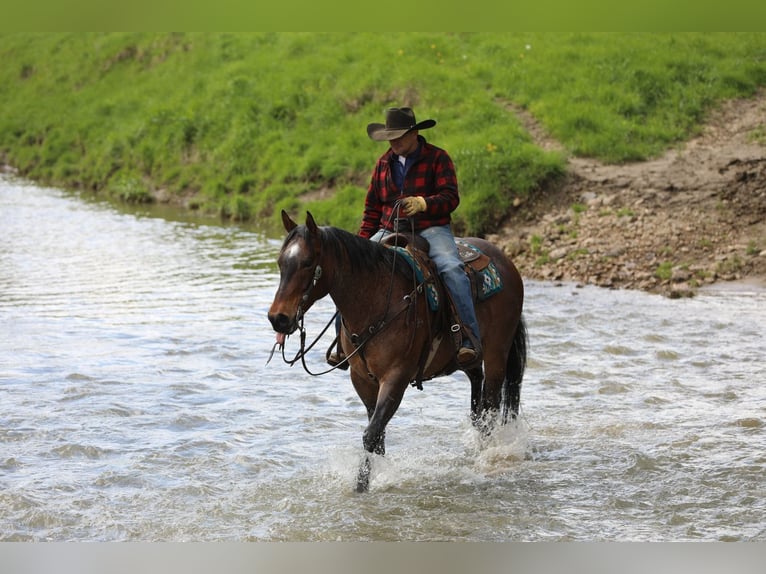 American Quarter Horse Mix Ruin 10 Jaar Roan-Bay in Bernard