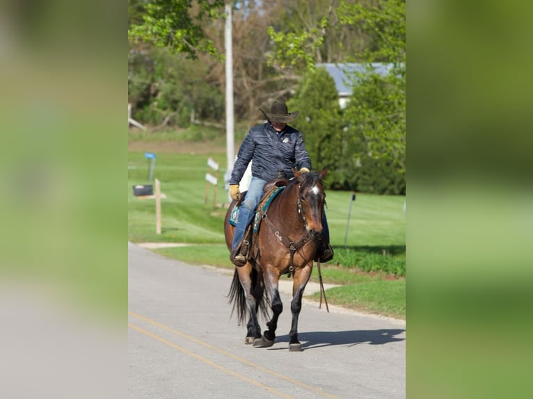 American Quarter Horse Mix Ruin 10 Jaar Roan-Bay in Bernard